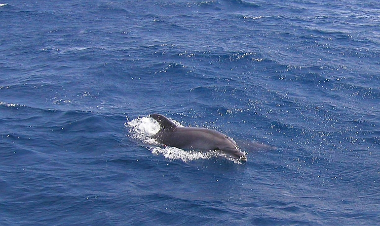 Delfin